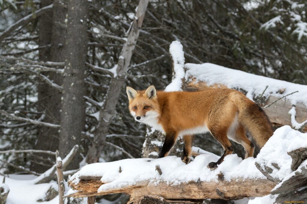 Foxes Landscaping