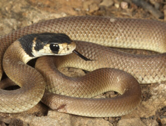 Brown Snakes California