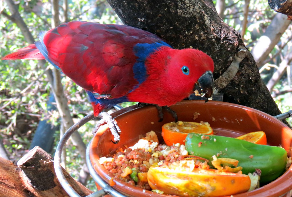 Eclectus Bird Food