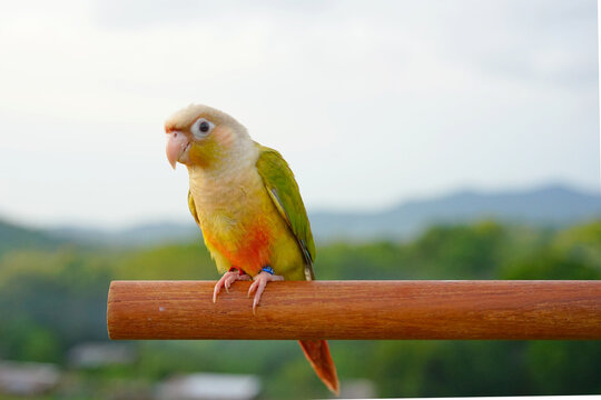 Pineapple Parrots