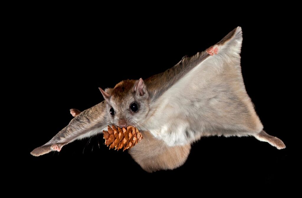 Flying Squirrels Connecticut