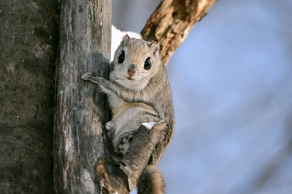 Flying Squirrels In NH