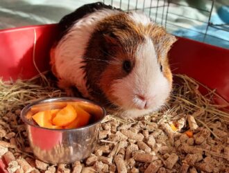 Can Guinea Pigs Eat Chinchilla Food