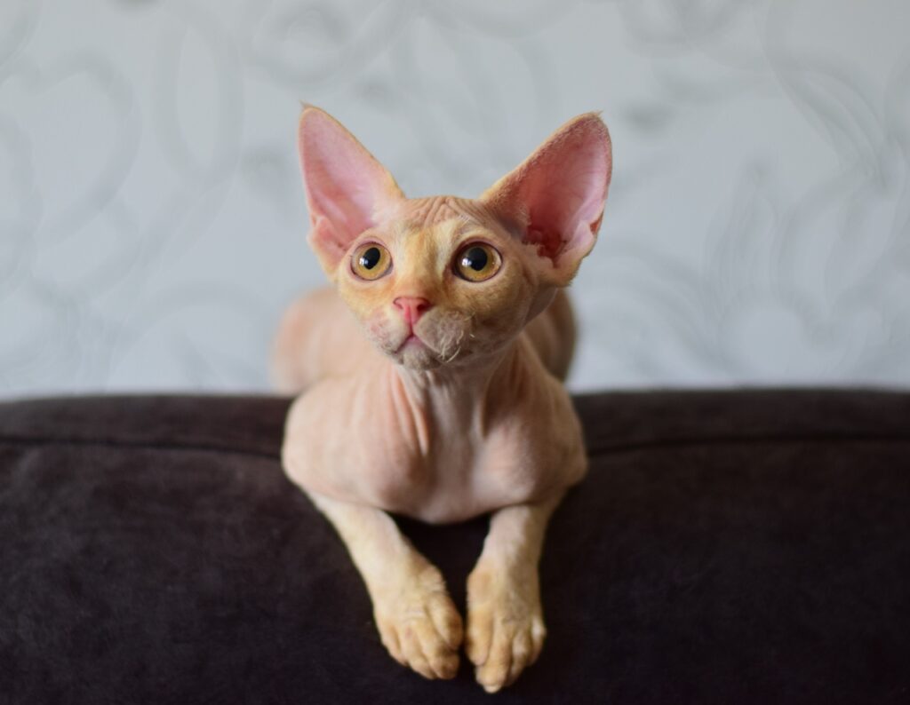 Sphynx Cats New York