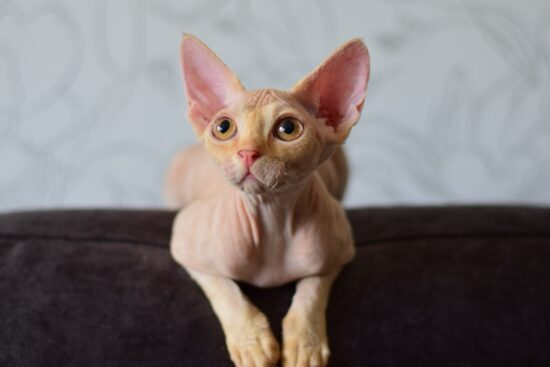 Sphynx Cats New York