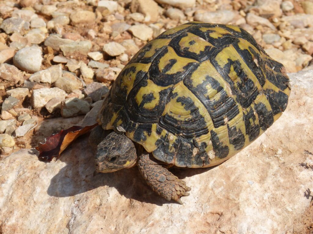 Hibernating Box Turtles