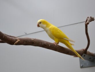 Quaker Parrot Yellow