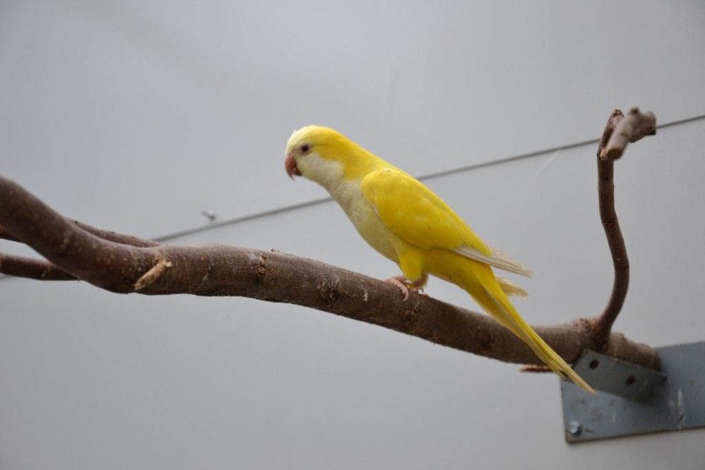 Quaker Parrot Yellow