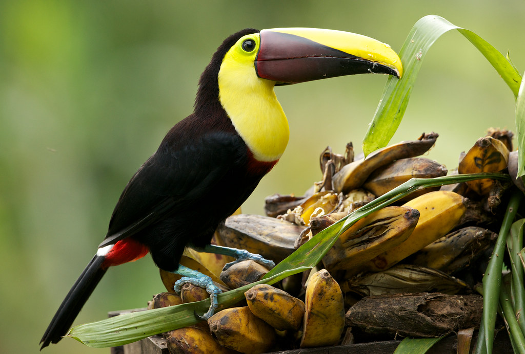 Do Toucans Talk