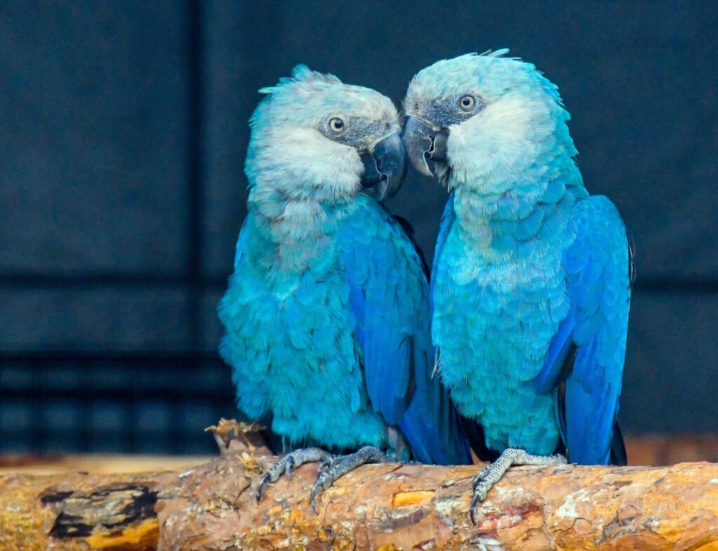 Blue Parrots For Sale