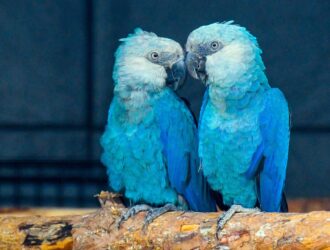 Blue Parrots For Sale