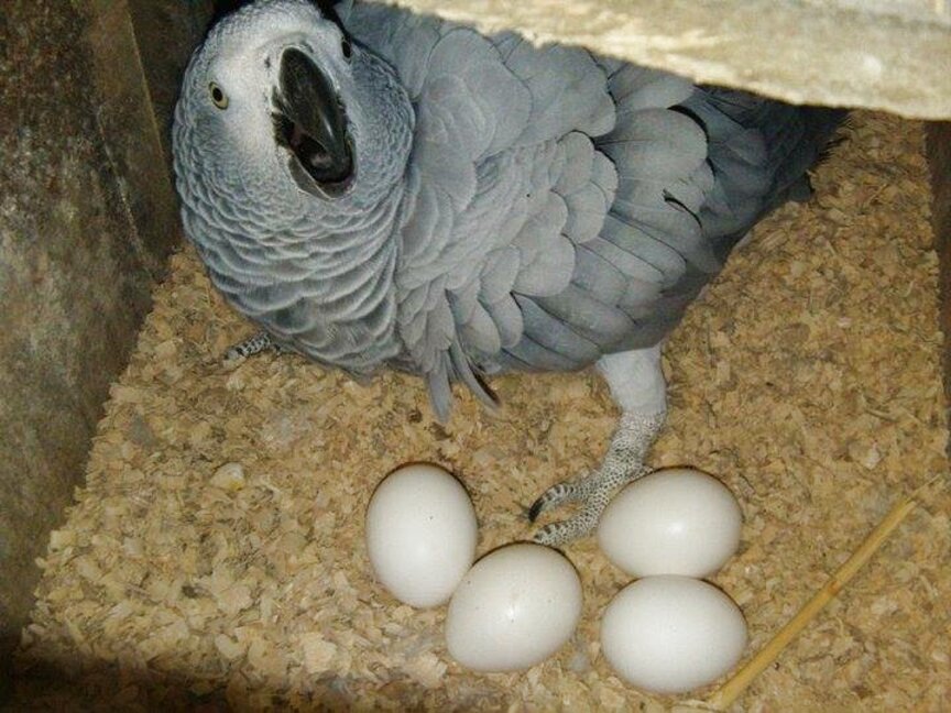 African Grey Parrots Eggs