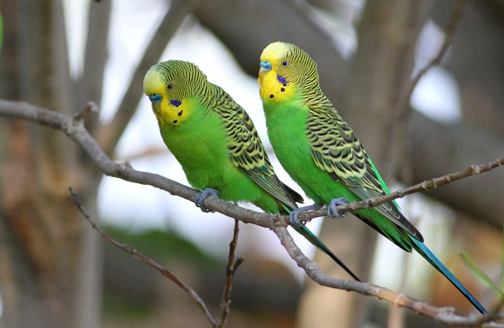 Parrots With Yellow Heads