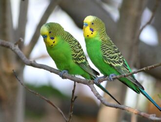 Parrots With Yellow Heads