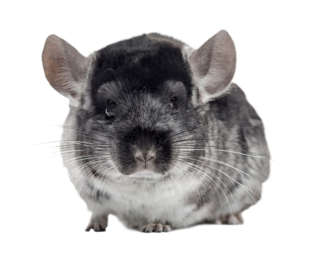 Signs Your Chinchilla Likes You