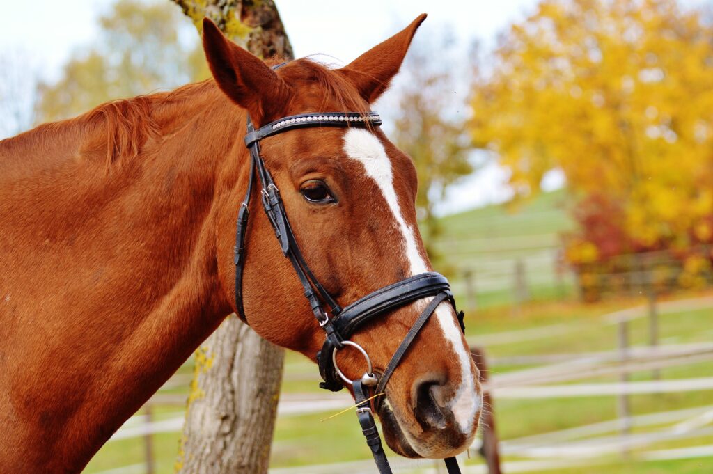 Miniature Horse Harness