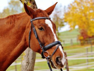 Miniature Horse Harness