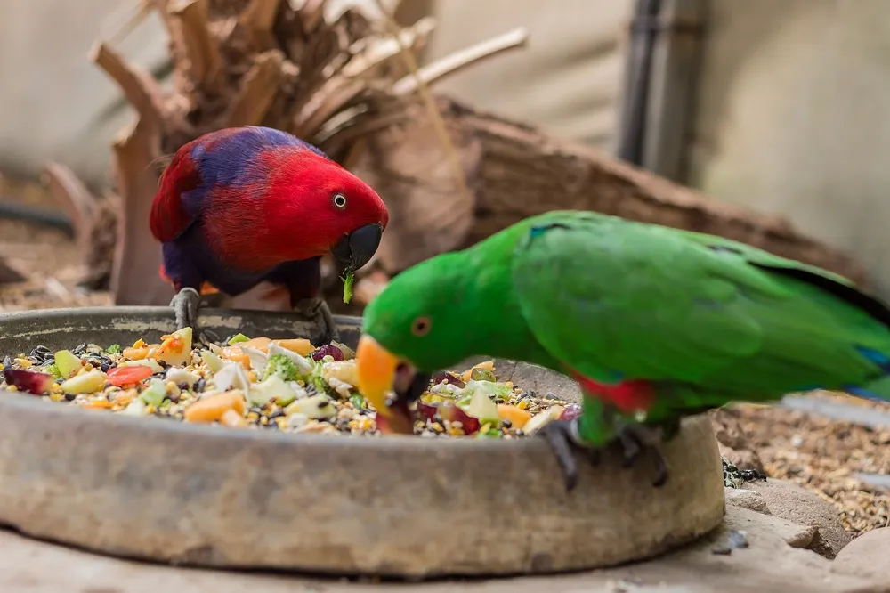 Eclectus Bird Food
