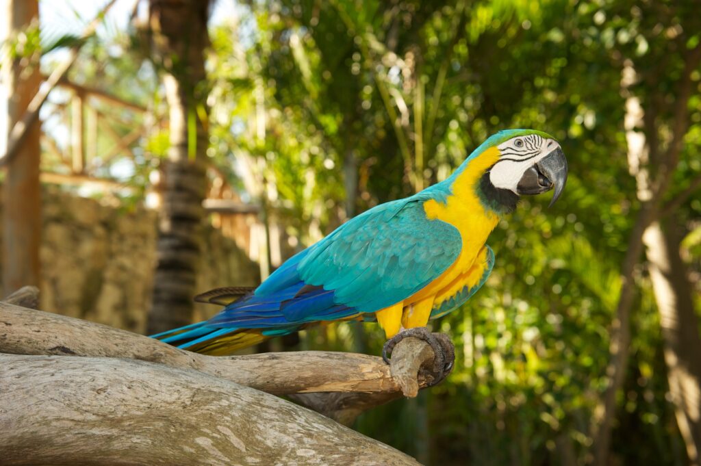 Parrots Exotic