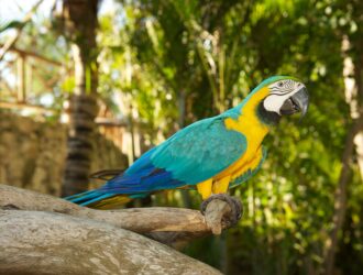 Parrots Exotic