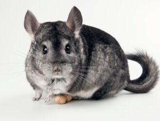 Shades Of Chinchilla