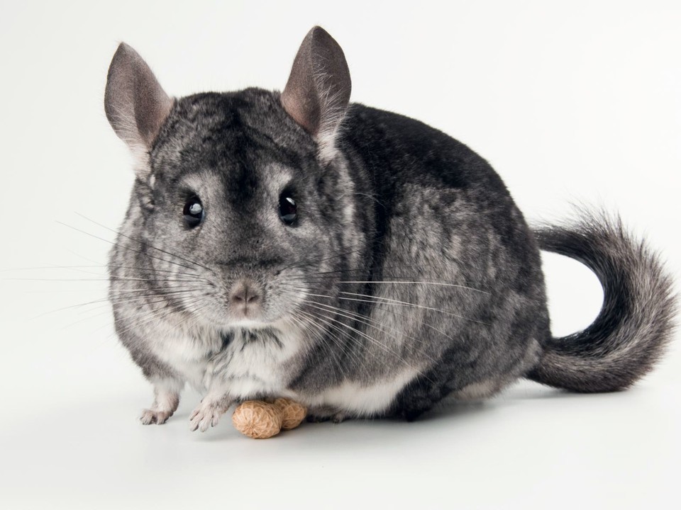 Shades Of Chinchilla