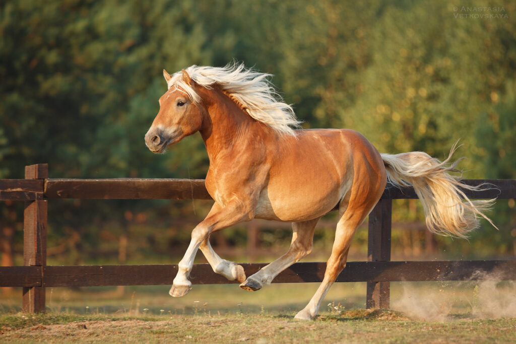 Supplies For Miniature Horses