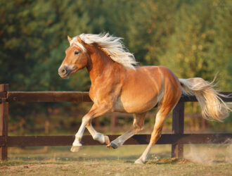 Supplies For Miniature Horses