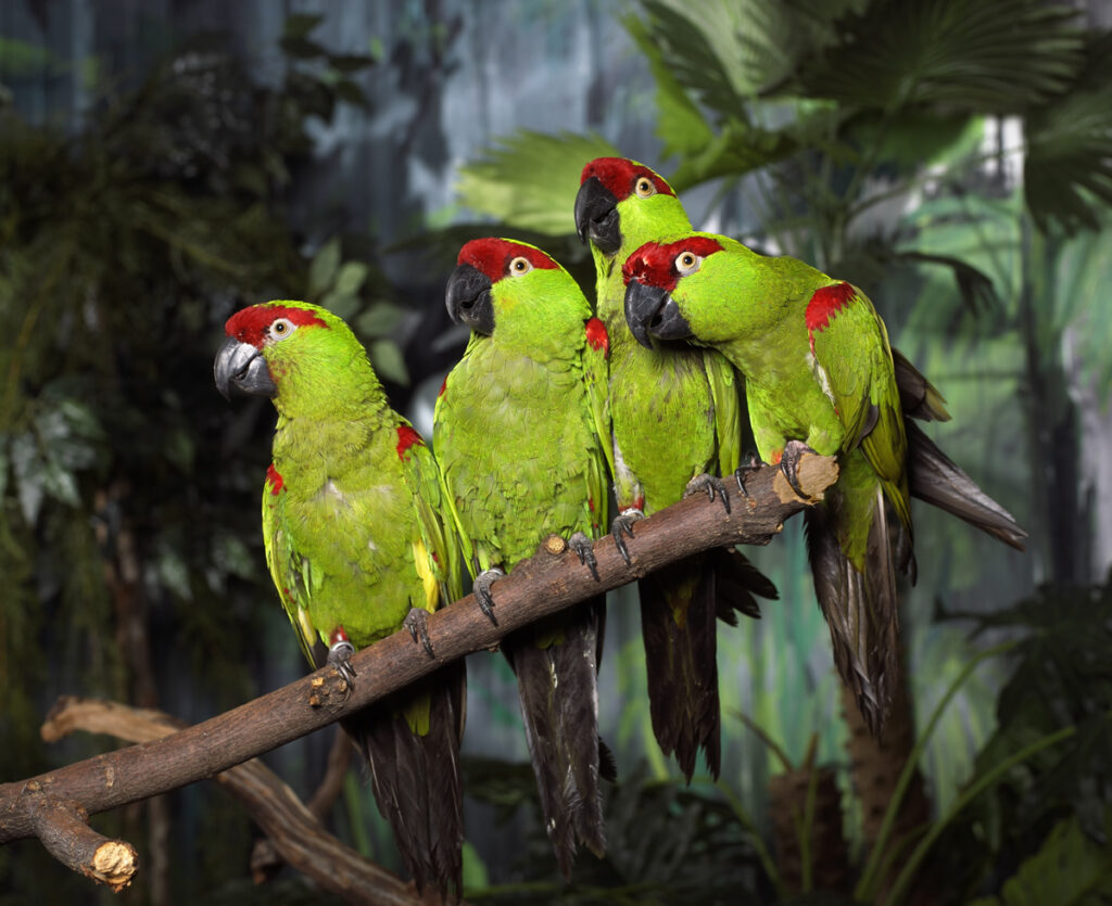 Parrots Breeders