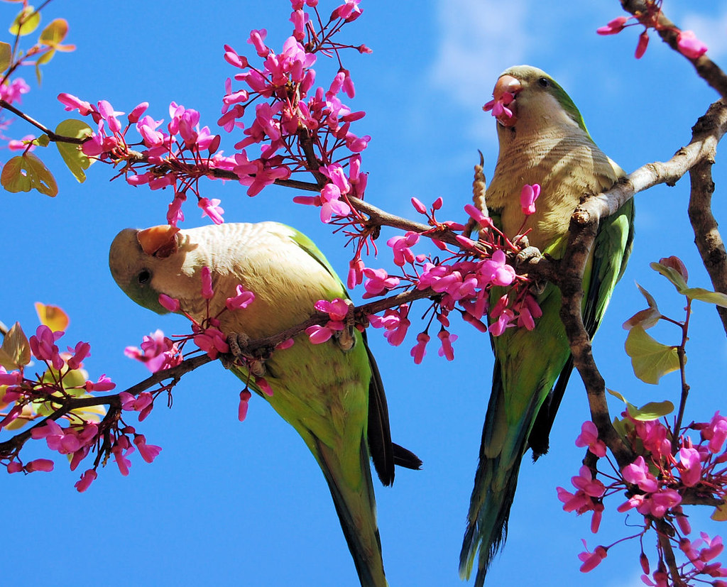 Wild Parrots Florida