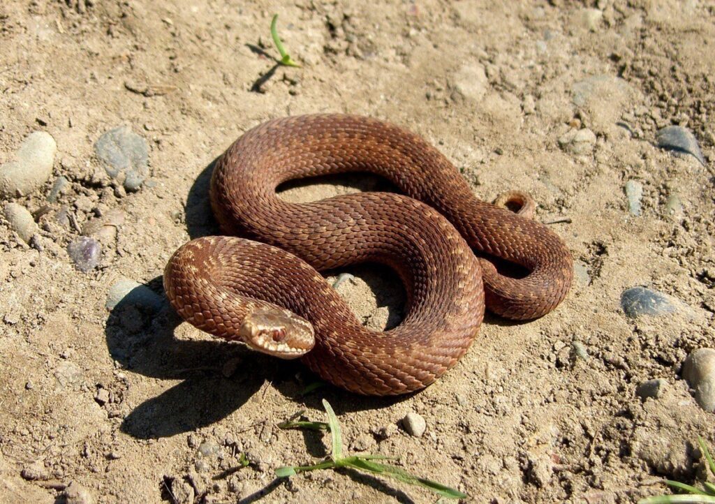 Brown Snakes Virginia