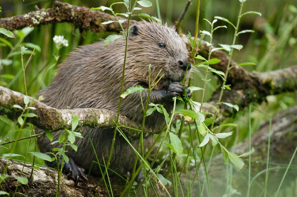 Beaver Hole