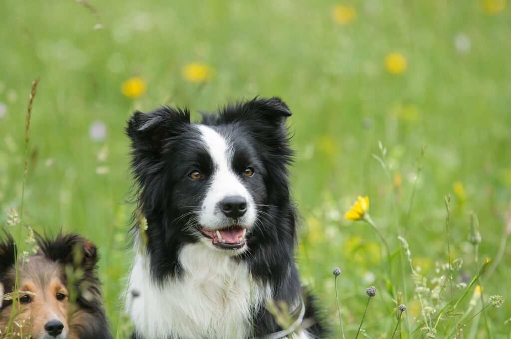 Border Collies In Need