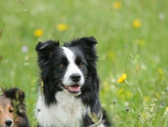 Border Collies In Need