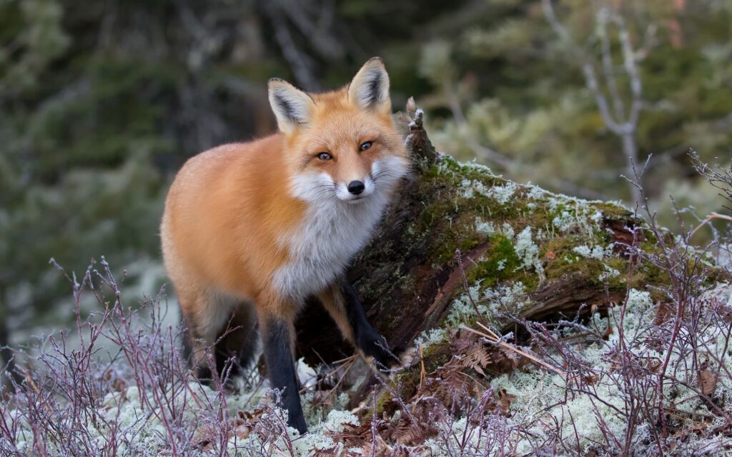 Arkansas Foxes