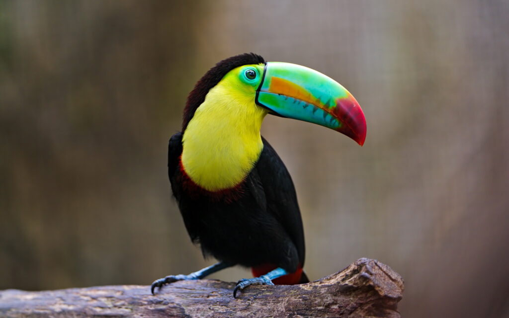 Toucans In Belize