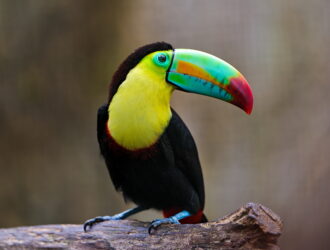 Toucans In Belize