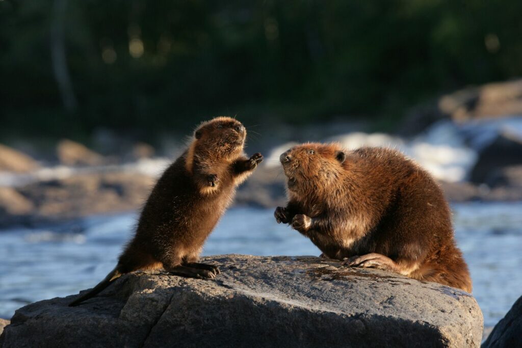 Beaver And Bear