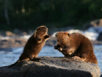 Beaver And Bear