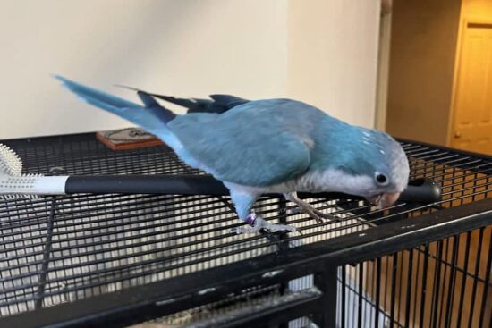 Quaker Parrot Blue For Sale