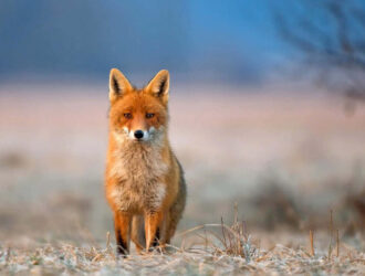 Red Foxes Habits