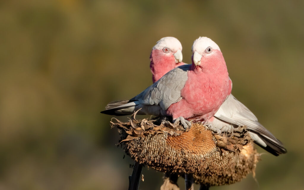 Pink Parrots For Sale