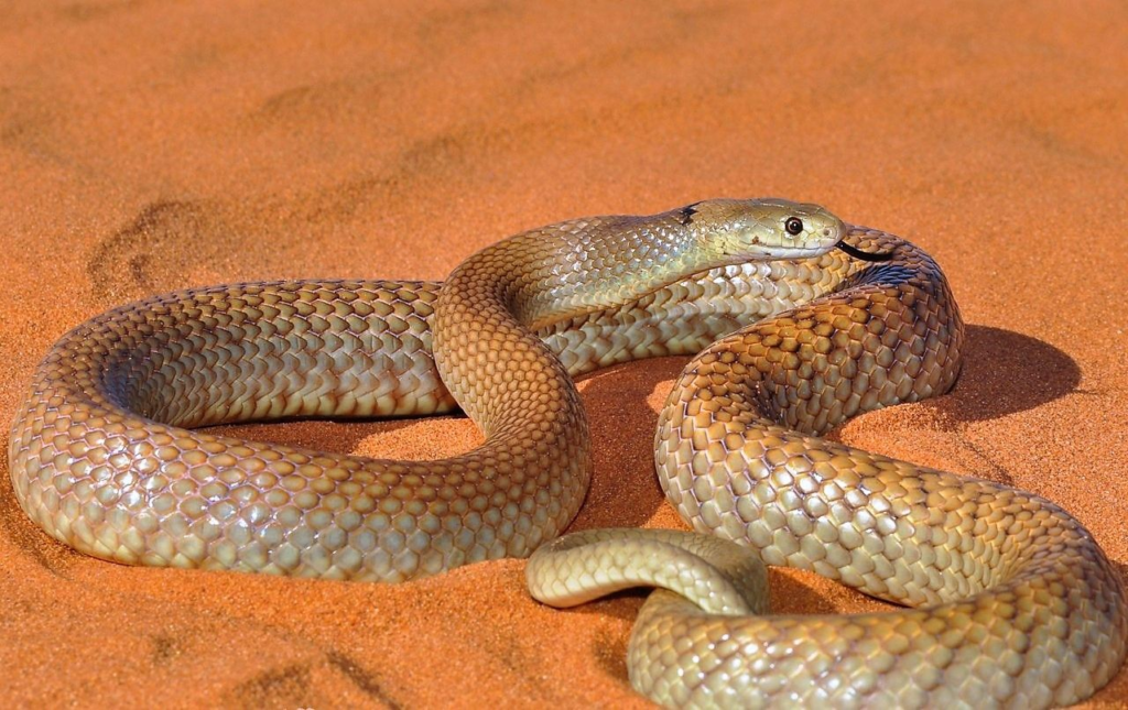 Brown Snakes California