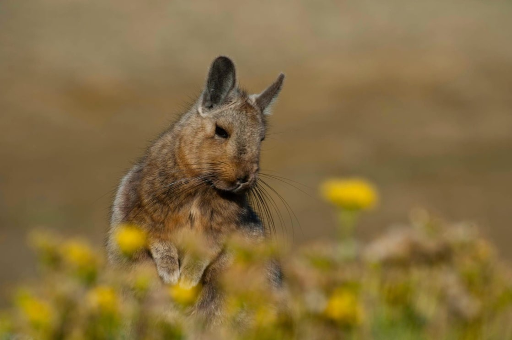 Viscacha Argentina
