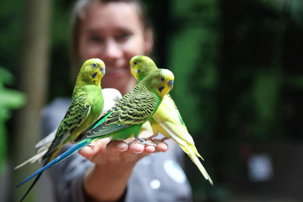 Fostering Parrots