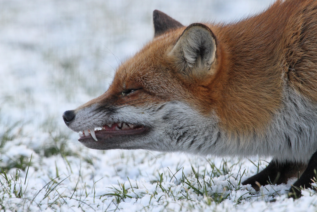 Foxes Scream