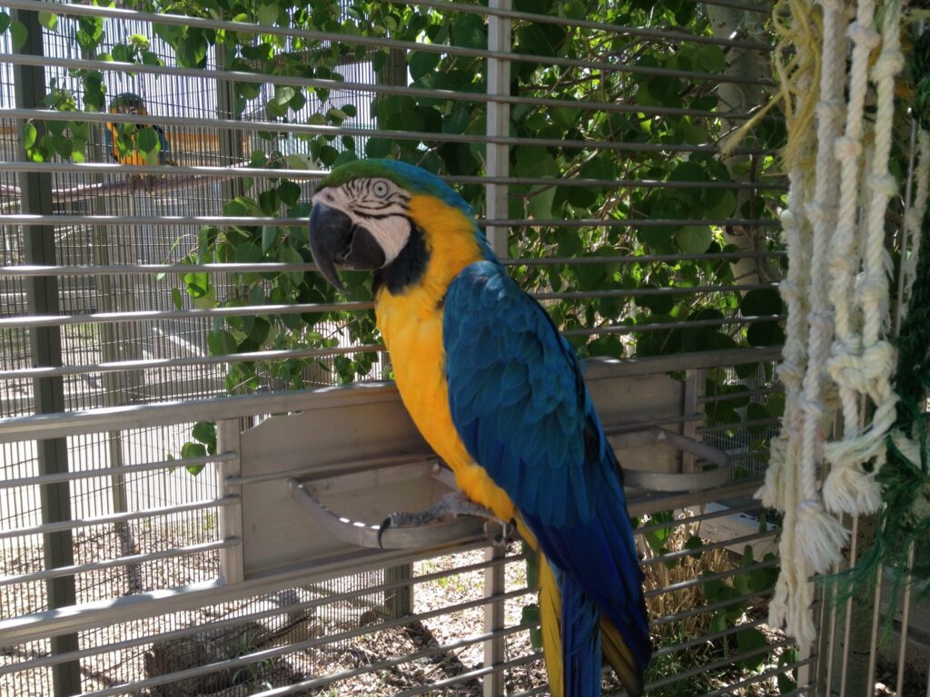 Parrots Boarding