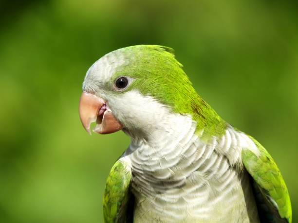 Monk Parrots For Sale