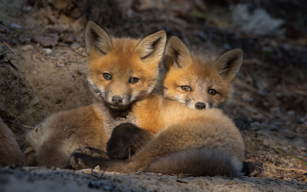 Foxes Hugging