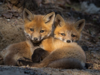 Foxes Hugging